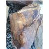 Image 7 : Fossilized Wood & Rocks