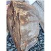 Image 8 : Fossilized Wood & Rocks