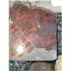 Image 9 : Fossilized Wood & Rocks