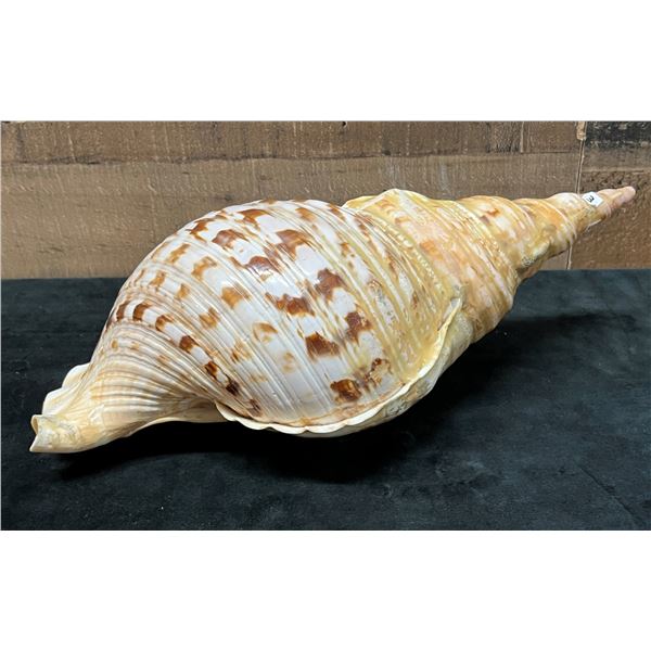 Triton's Trumpet Sea Shell 15" x 7" x 6"H