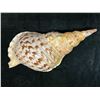Image 2 : Triton's Trumpet Sea Shell 15" x 7" x 6"H