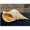 Image 3 : Triton's Trumpet Sea Shell 15" x 7" x 6"H