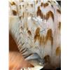 Image 4 : Triton's Trumpet Sea Shell 15" x 7" x 6"H