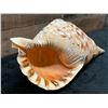 Image 5 : Triton's Trumpet Sea Shell 15" x 7" x 6"H