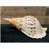 Image 6 : Triton's Trumpet Sea Shell 15" x 7" x 6"H