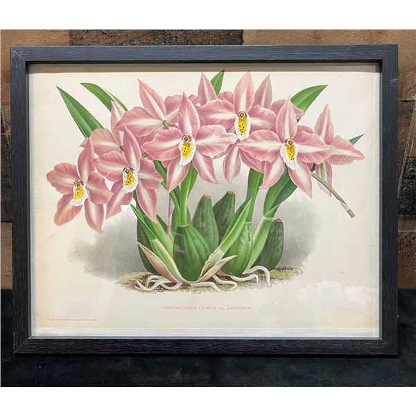 Orchid Chromolithograph 1885-87 Odontoglossum Crispum 15" x 12", Framed