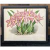 Image 1 : Orchid Chromolithograph 1885-87 Odontoglossum Crispum 15" x 12", Framed