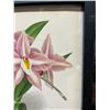 Image 6 : Orchid Chromolithograph 1885-87 Odontoglossum Crispum 15" x 12", Framed