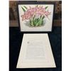 Image 9 : Orchid Chromolithograph 1885-87 Odontoglossum Crispum 15" x 12", Framed