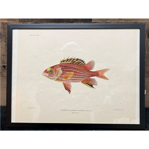 Fishes of Hawaii Chromolithograph 1905 Ala-ihi Squirrel Fish, 12" x 9" Framed
