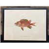 Image 1 : Fishes of Hawaii Chromolithograph 1905 Ala-ihi Squirrel Fish, 12" x 9" Framed