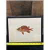 Image 8 : Fishes of Hawaii Chromolithograph 1905 Ala-ihi Squirrel Fish, 12" x 9" Framed