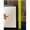 Image 9 : Fishes of Hawaii Chromolithograph 1905 Ala-ihi Squirrel Fish, 12" x 9" Framed