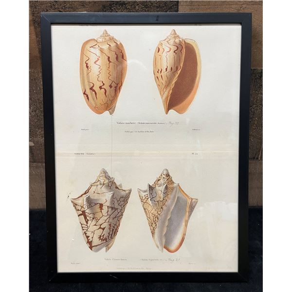 Sea Shell Hand Colored Engraving 12" x 9.5",  Framed & Matted