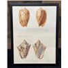 Image 1 : Sea Shell Hand Colored Engraving 12" x 9.5",  Framed & Matted