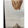 Image 2 : Sea Shell Hand Colored Engraving 12" x 9.5",  Framed & Matted