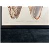 Image 4 : Sea Shell Hand Colored Engraving 12" x 9.5",  Framed & Matted