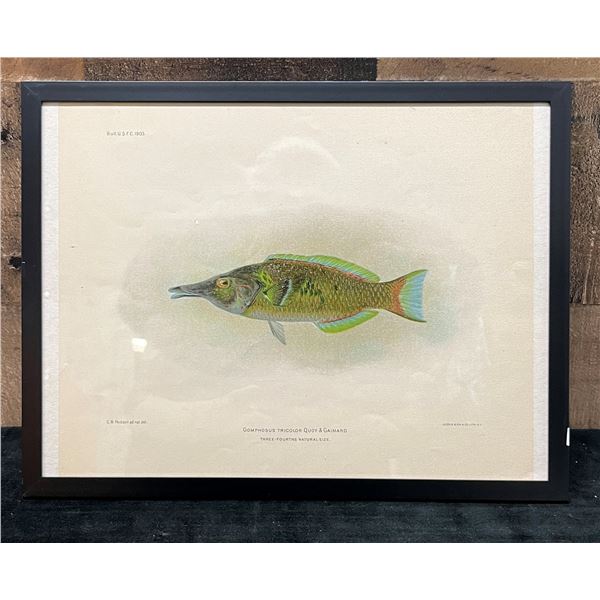 Fishes of Hawaii Chromolithograph 1905 Hinalea-iiwi, 12" x 9.5" Framed