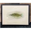 Image 1 : Fishes of Hawaii Chromolithograph 1905 Hinalea-iiwi, 12" x 9.5" Framed