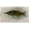 Image 2 : Fishes of Hawaii Chromolithograph 1905 Hinalea-iiwi, 12" x 9.5" Framed
