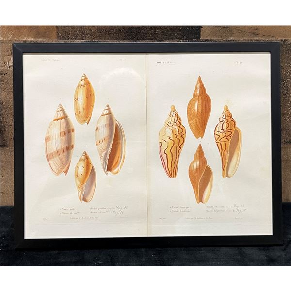 Sea Shells 1834/80 Hand Colored Engraving 12" x 9.5",  Framed