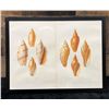 Image 1 : Sea Shells 1834/80 Hand Colored Engraving 12" x 9.5",  Framed