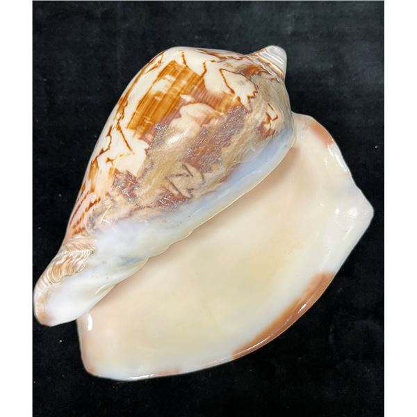 Cymbiola Noblis Sea Shell 7"L x 4.5" x 3.25"H