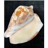 Image 1 : Cymbiola Noblis Sea Shell 7"L x 4.5" x 3.25"H