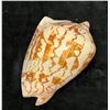 Image 2 : Cymbiola Noblis Sea Shell 7"L x 4.5" x 3.25"H