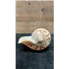Image 3 : Cymbiola Noblis Sea Shell 7"L x 4.5" x 3.25"H