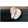 Image 4 : Cymbiola Noblis Sea Shell 7"L x 4.5" x 3.25"H