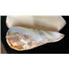 Image 5 : Cymbiola Noblis Sea Shell 7"L x 4.5" x 3.25"H