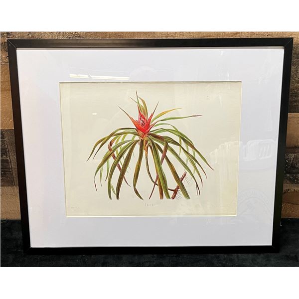 Ieie Flower Chromolithograph Indigenous Flowers by Isabella Sinclair, London 20" x 16", Framed & Mat