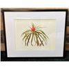 Image 1 : Ieie Flower Chromolithograph Indigenous Flowers by Isabella Sinclair, London 20" x 16", Framed & Mat