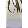 Image 2 : Ieie Flower Chromolithograph Indigenous Flowers by Isabella Sinclair, London 20" x 16", Framed & Mat