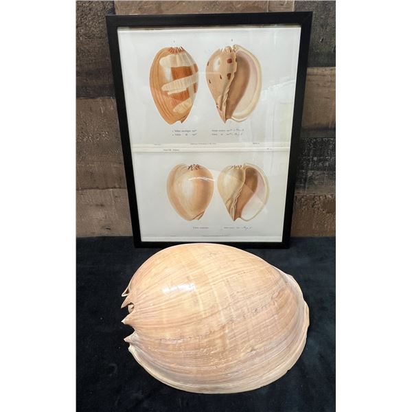 Large Shell & Sea Shell 1934/80 Hand Colored Engraving 12" x 9.5",  Framed
