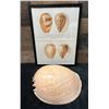 Image 1 : Large Shell & Sea Shell 1934/80 Hand Colored Engraving 12" x 9.5",  Framed