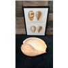 Image 2 : Large Shell & Sea Shell 1934/80 Hand Colored Engraving 12" x 9.5",  Framed