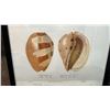 Image 3 : Large Shell & Sea Shell 1934/80 Hand Colored Engraving 12" x 9.5",  Framed