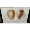 Image 4 : Large Shell & Sea Shell 1934/80 Hand Colored Engraving 12" x 9.5",  Framed