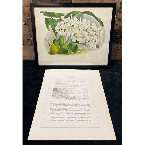 Orchid Chromolithograph 1885-87 Odontoglossum Crispum w/ Info 15" x 12", Framed