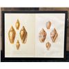 Image 1 : Sea Shells 1834/80 Hand Colored Engraving 12" x 9.5",  Framed