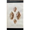 Image 2 : Sea Shells 1834/80 Hand Colored Engraving 12" x 9.5",  Framed