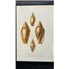 Image 3 : Sea Shells 1834/80 Hand Colored Engraving 12" x 9.5",  Framed
