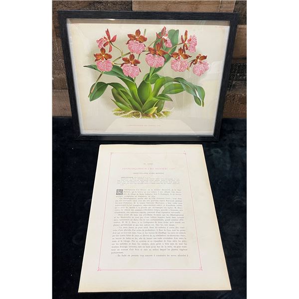 Orchid Chromolithograph 1885-87 Odontoglossum Uro Skinneri w/ Info 15" x 12", Framed