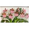 Image 2 : Orchid Chromolithograph 1885-87 Odontoglossum Uro Skinneri w/ Info 15" x 12", Framed