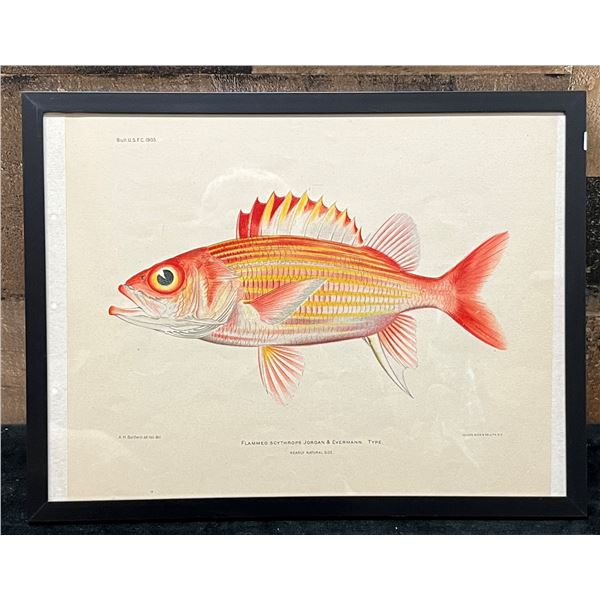 Fishes of Hawaii Chromolithograph 1905 Yellow-Striped Squirrelfish, 12" x 9.5"  Framed