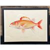 Image 1 : Fishes of Hawaii Chromolithograph 1905 Yellow-Striped Squirrelfish, 12" x 9.5"  Framed