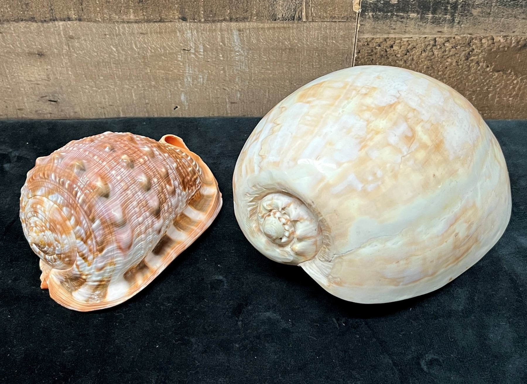 Helmet Shell Sizes Qty 2 Sea Shells: Bull Mouth Helmet & Large Melo Shell, Misc Sizes