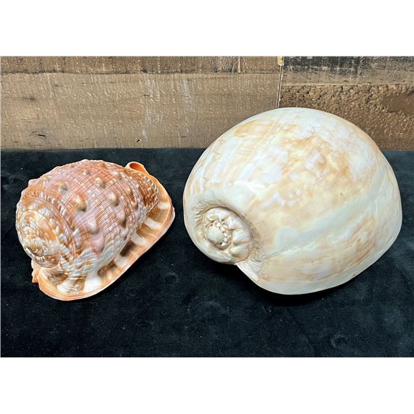 Qty 2 Sea Shells: Bull Mouth Helmet & Large Melo Shell, Misc Sizes